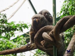 Haus des Meeres 4.02.2026